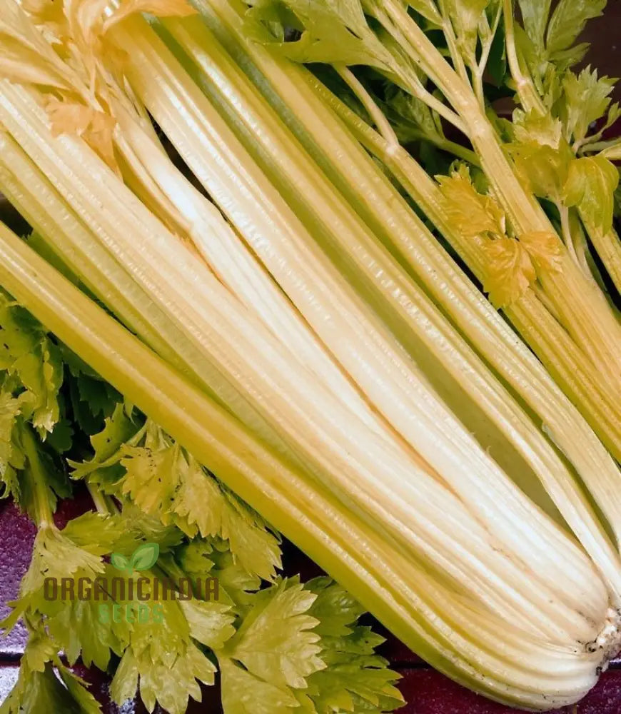 Premium Celery Golden Self Blanching Vegetable Seeds For Planting High-Quality A Lush Garden