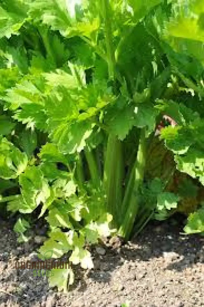 Premium Celery Golden Self Blanching Vegetable Seeds For Planting High-Quality A Lush Garden