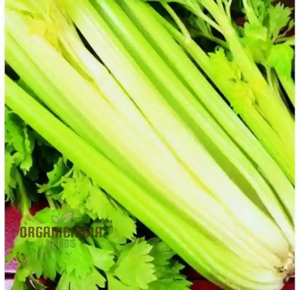 Premium Celery Golden Self Blanching Vegetable Seeds For Planting High-Quality A Lush Garden