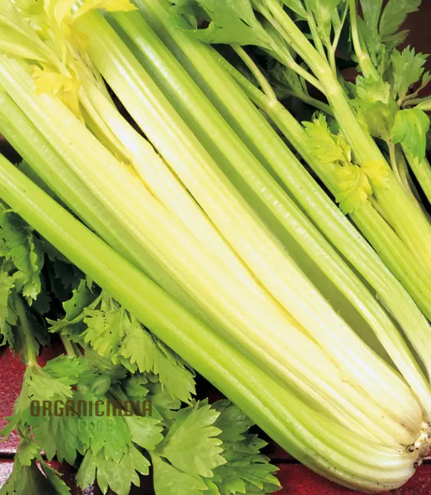 Premium Celery Golden Self Blanching Vegetable Seeds For Planting High-Quality A Lush Garden