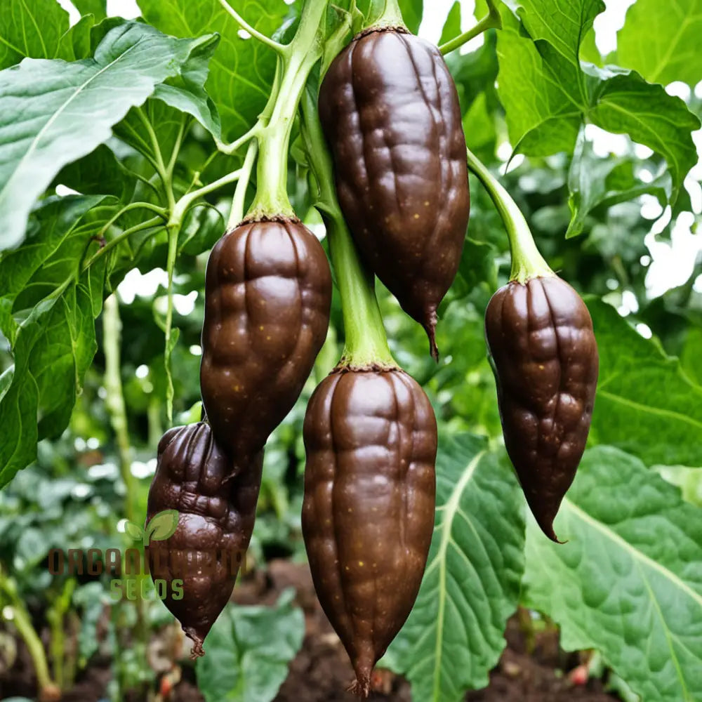 Premium Chocolate Aji Panca Pepper Seeds Add Authentic Peruvian Flavor To Your Garden Nightshades