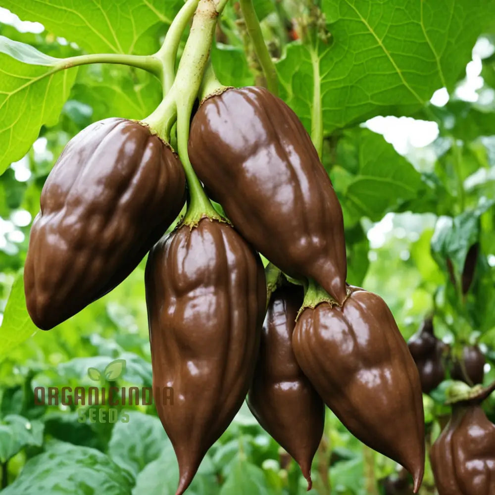 Premium Chocolate Aji Panca Pepper Seeds Add Authentic Peruvian Flavor To Your Garden Nightshades