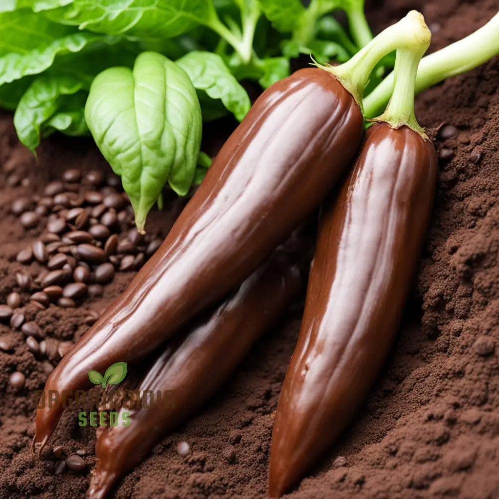 Premium Chocolate Aji Panca Pepper Seeds Add Authentic Peruvian Flavor To Your Garden Nightshades