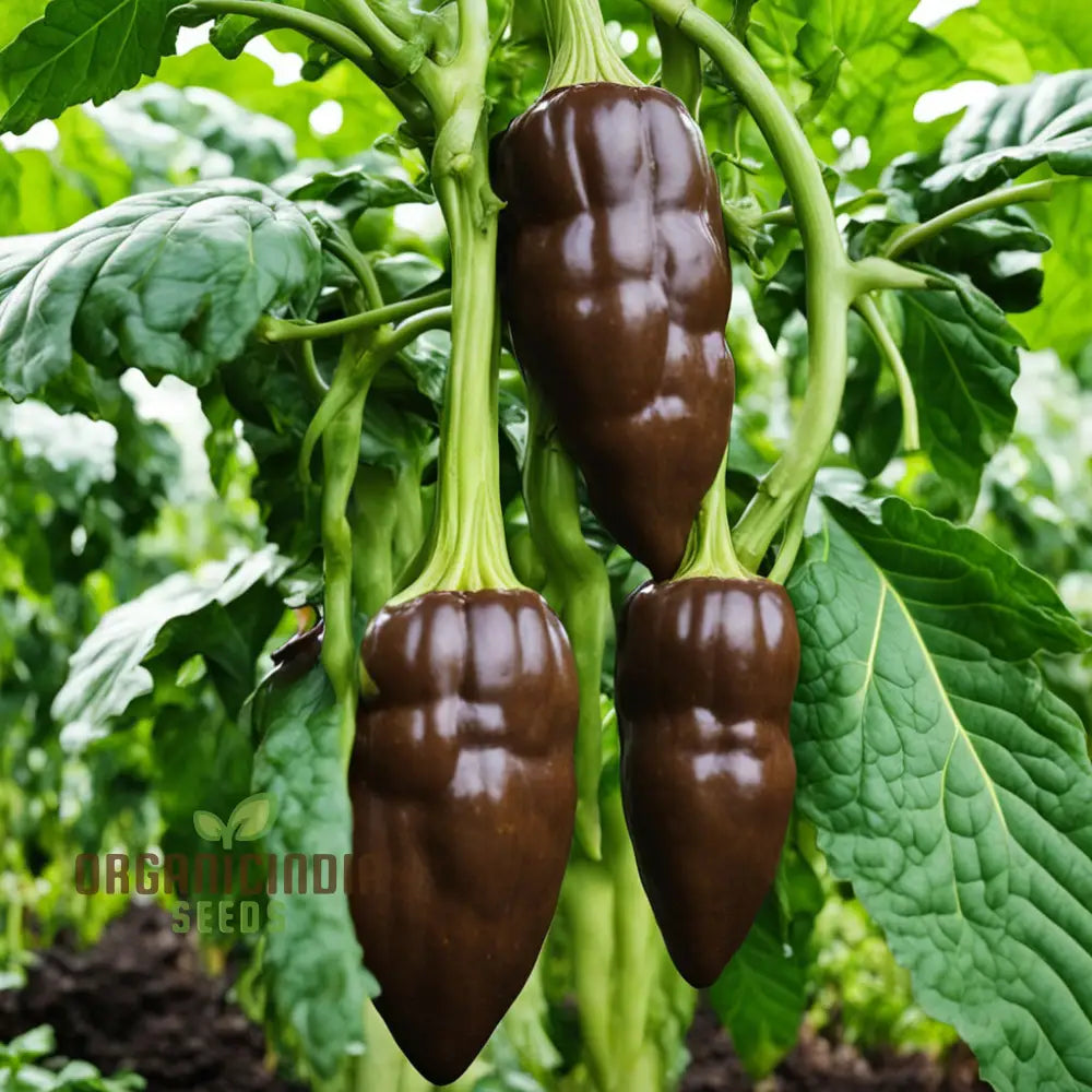 Premium Chocolate Aji Panca Pepper Seeds Add Authentic Peruvian Flavor To Your Garden Nightshades