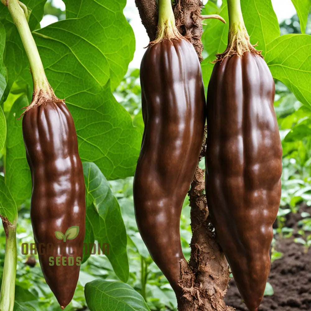 Premium Chocolate Aji Panca Pepper Seeds Add Authentic Peruvian Flavor To Your Garden Nightshades