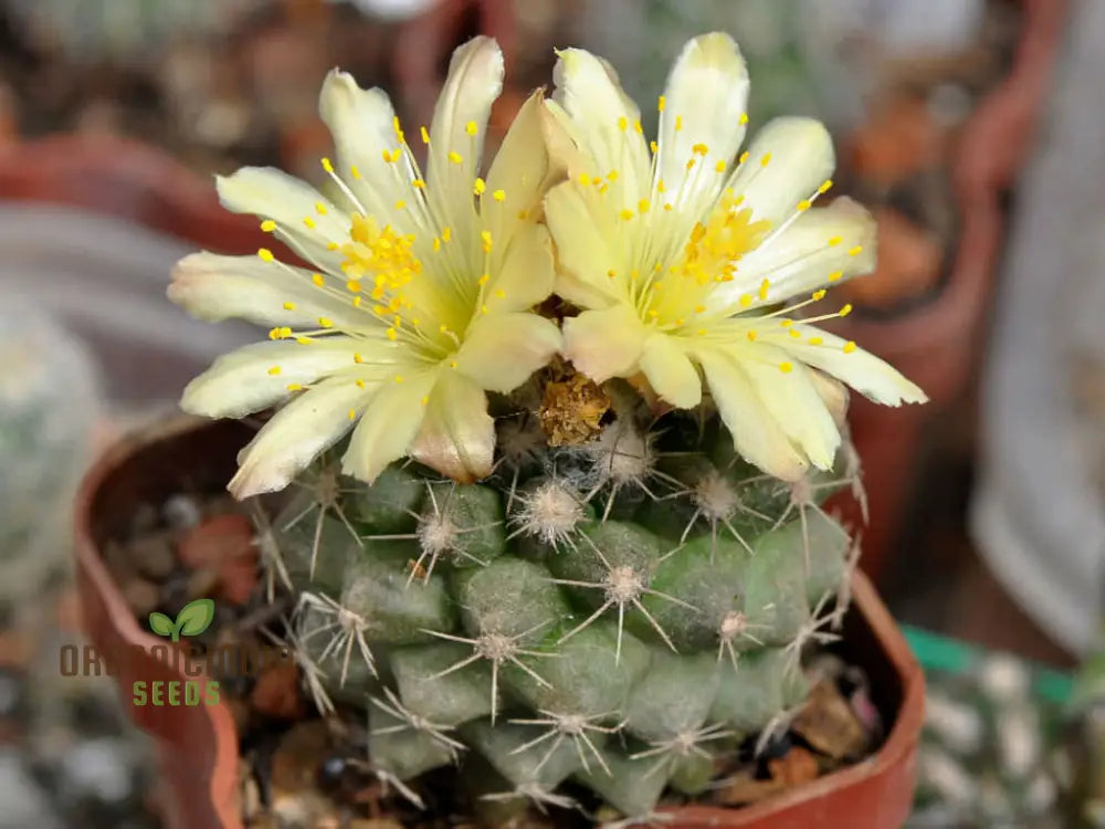 Premium Copiapoa Flower Seeds - Rare Desert Cactus Blooms For Unique Gardens Wildflowers