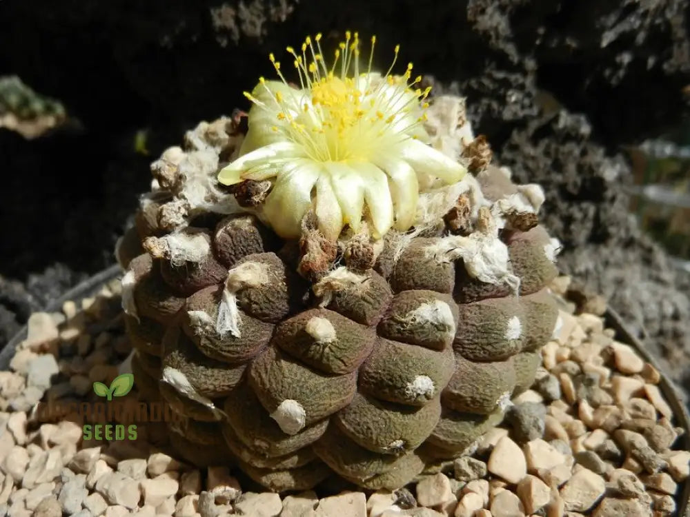 Premium Copiapoa Flower Seeds - Rare Desert Cactus Blooms For Unique Gardens Wildflowers