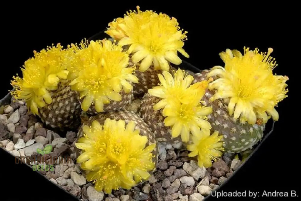 Premium Copiapoa Flower Seeds - Rare Desert Cactus Blooms For Unique Gardens Wildflowers