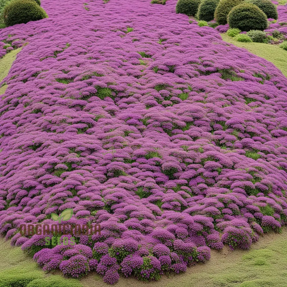 Premium Creeping Thyme Flower Seeds Aromatic Ground Cover For Lush And Fragrant Gardens Perennials