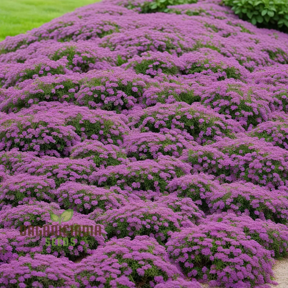 Premium Creeping Thyme Flower Seeds Aromatic Ground Cover For Lush And Fragrant Gardens Perennials