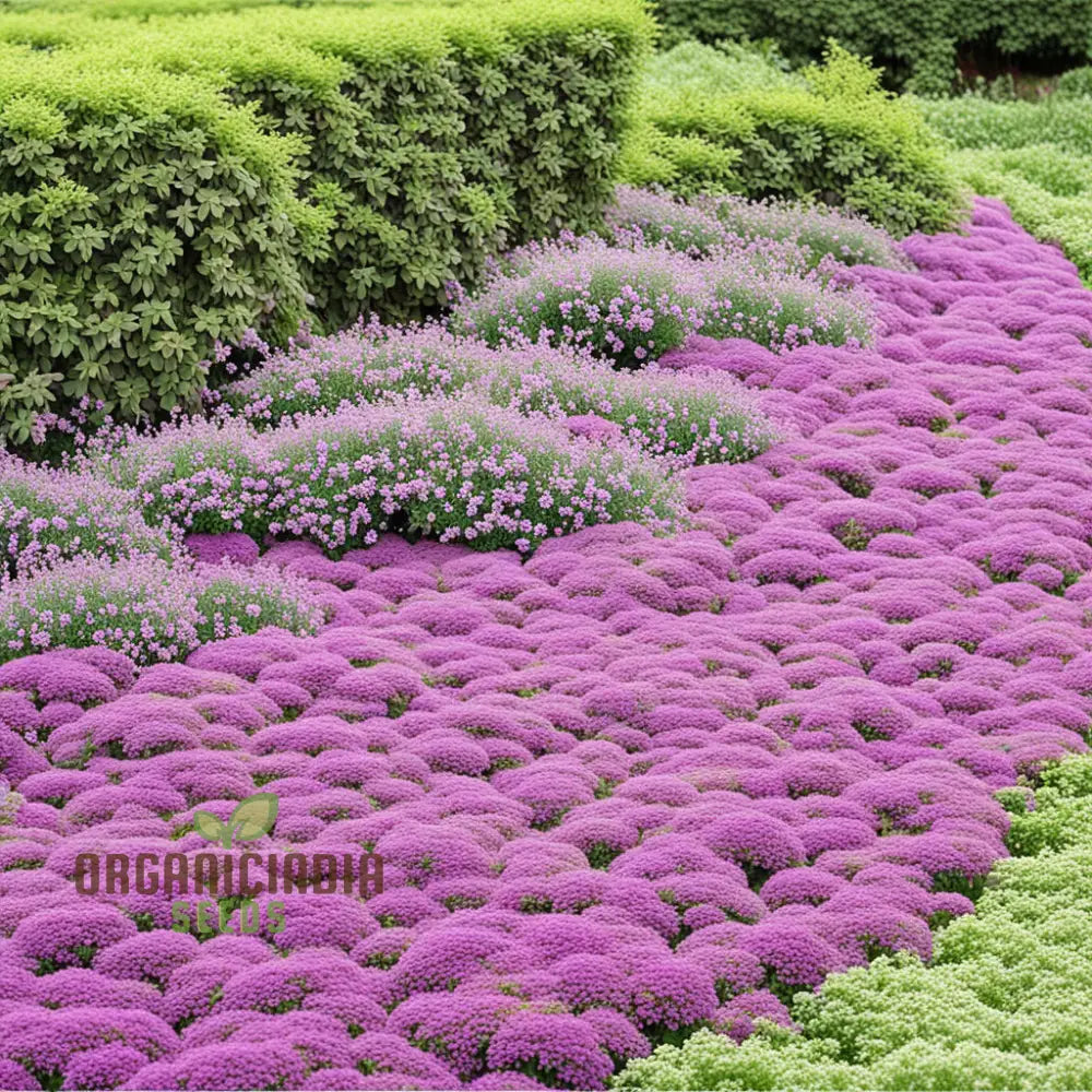 Premium Creeping Thyme Flower Seeds Aromatic Ground Cover For Lush And Fragrant Gardens Perennials