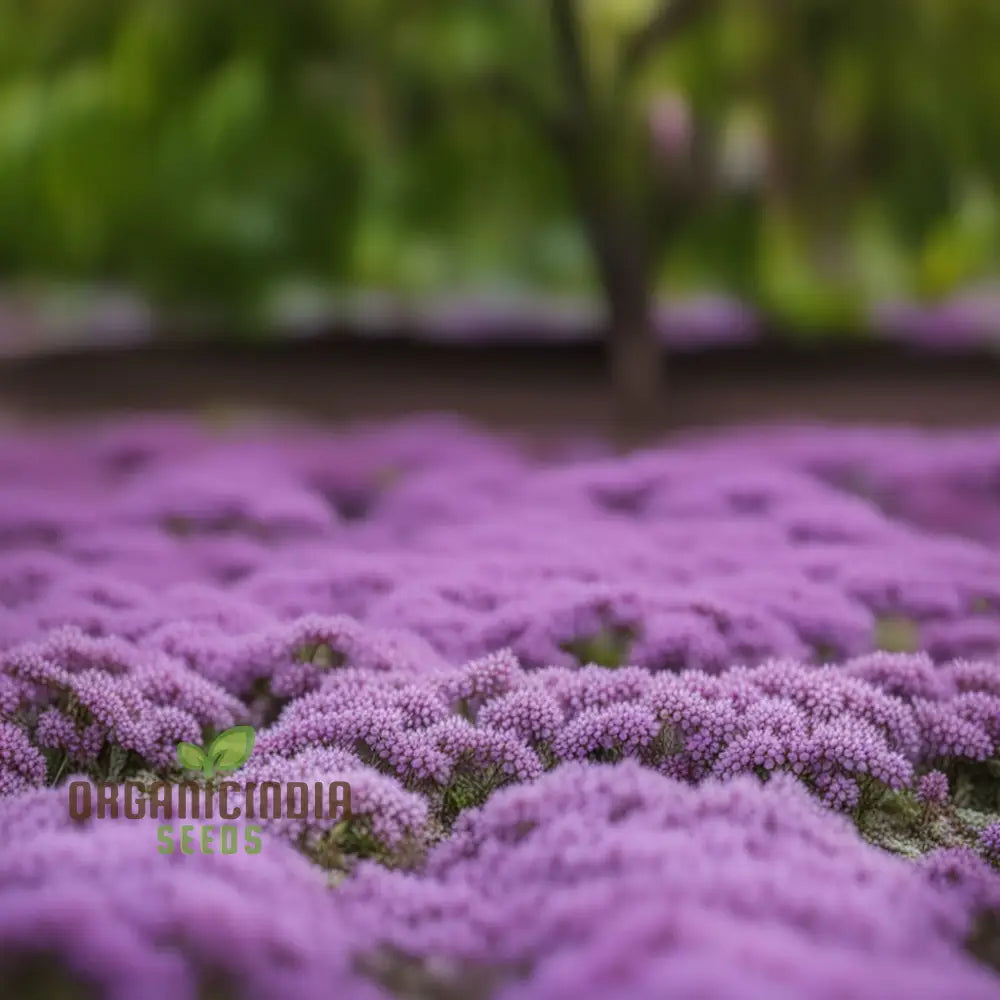 Premium Creeping Thyme Flower Seeds Aromatic Ground Cover For Lush And Fragrant Gardens Perennials