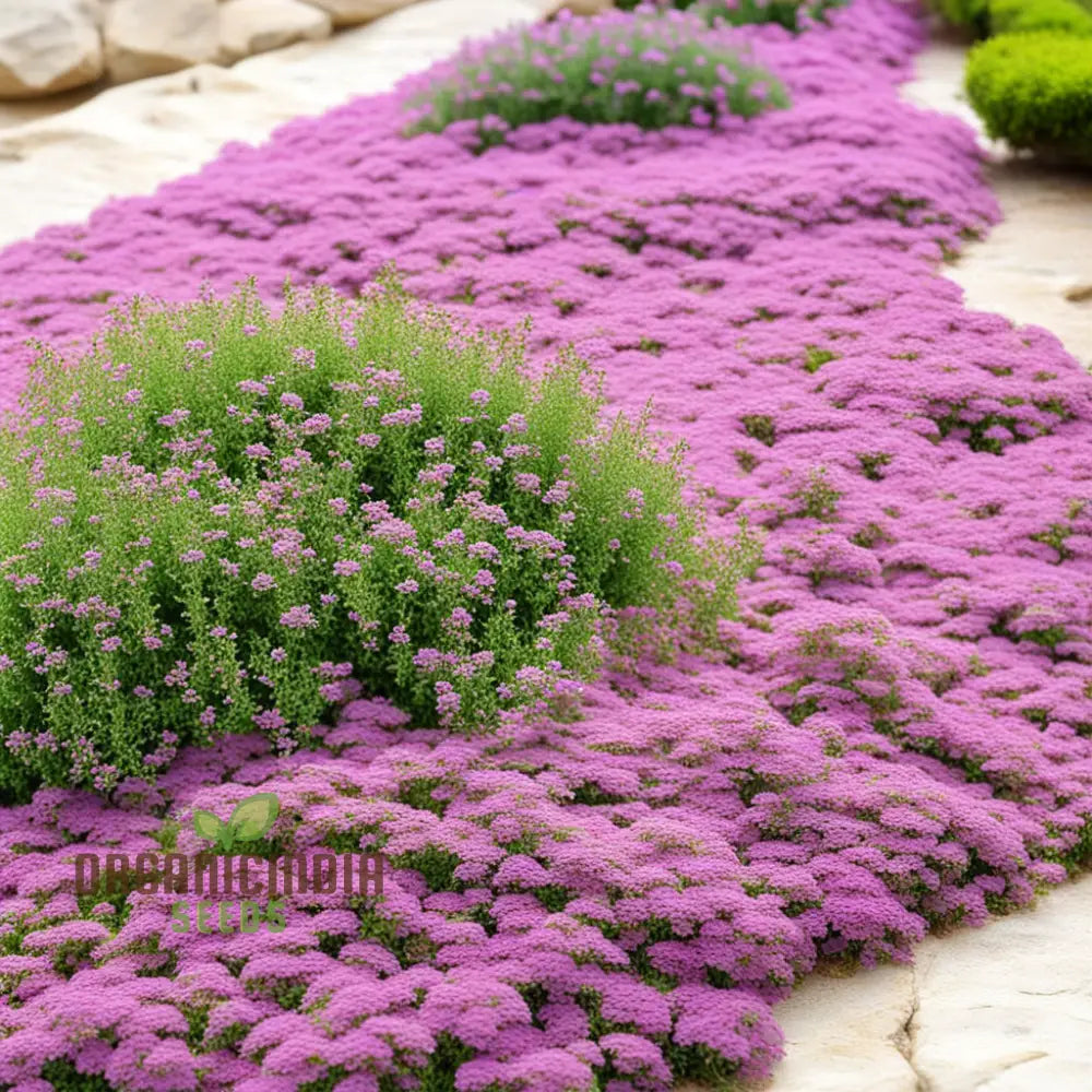 Premium Creeping Thyme Flower Seeds Aromatic Ground Cover For Lush And Fragrant Gardens Perennials