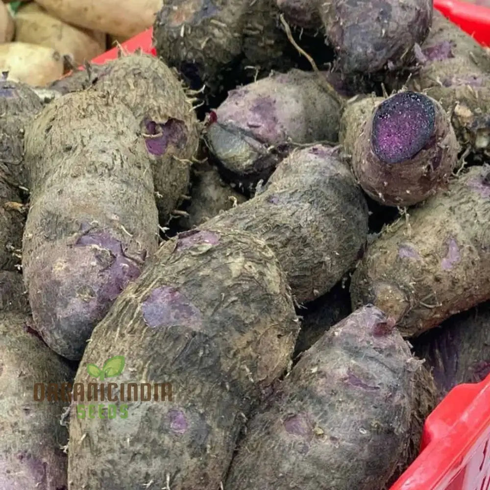 Premium Dioscorea Alata Seeds For Planting - Grow Exquisite Purple Yam In Your Garden Root