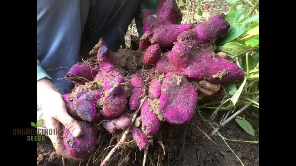 Premium Dioscorea Alata Seeds For Planting - Grow Exquisite Purple Yam In Your Garden Root