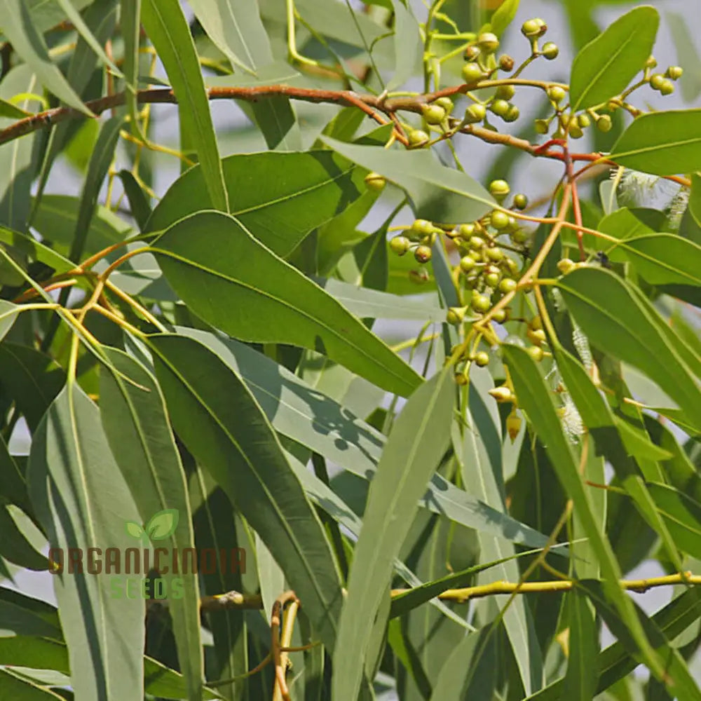 Premium Eucalyptus Citriodora Tree Seeds For Gardening Enthusiasts - Grow Your Own Lemon-Scented