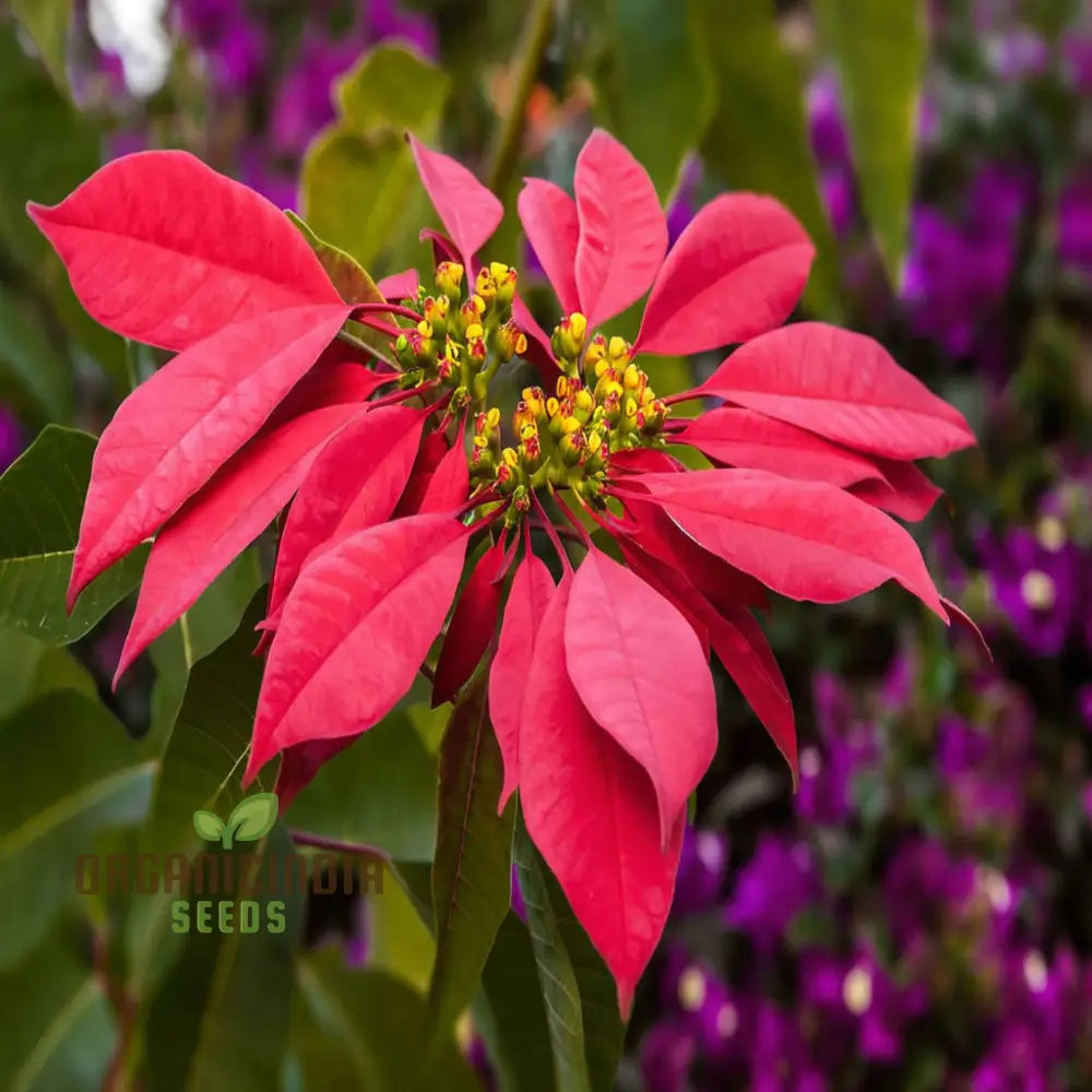 Premium Euphorbia Pulcherrima Flower Seeds For Gardening - Grow Your Own Stunning Poinsettia Blooms