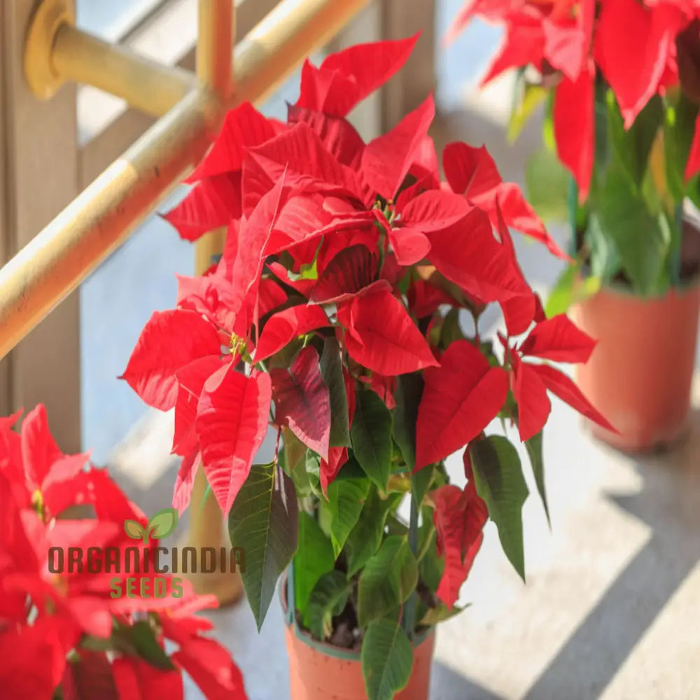 Premium Euphorbia Pulcherrima Flower Seeds For Gardening - Grow Your Own Stunning Poinsettia Blooms