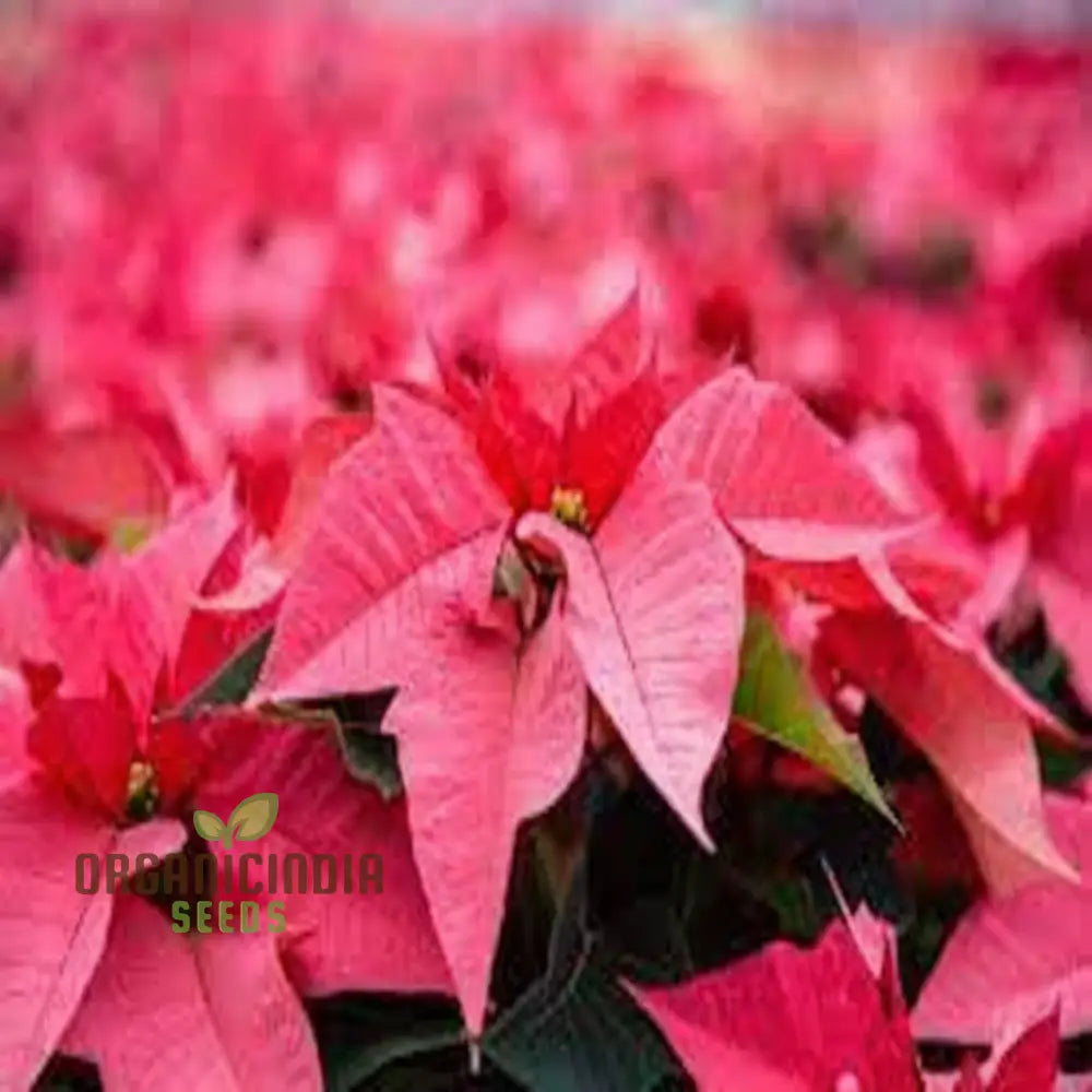 Premium Euphorbia Pulcherrima Flower Seeds For Gardening - Grow Your Own Stunning Poinsettia Blooms