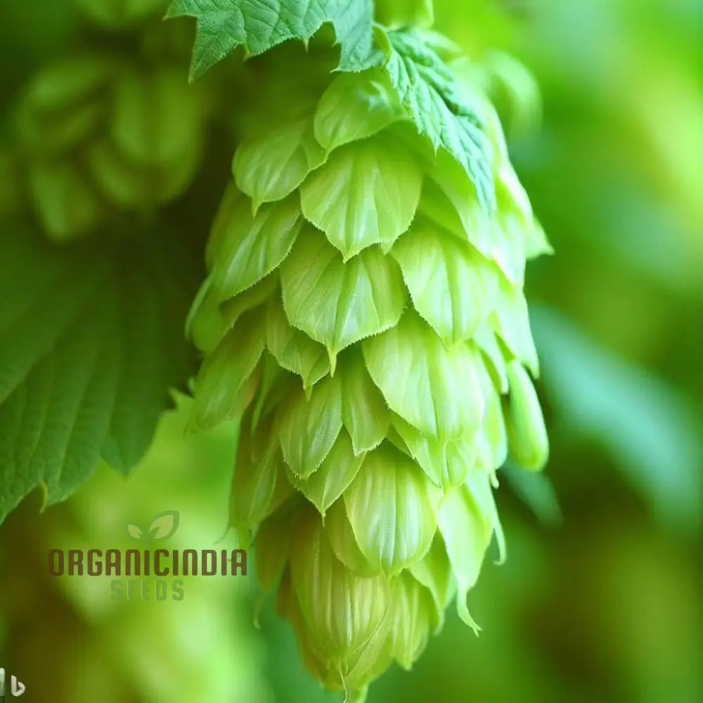 Premium European Hop Organic Seeds For Gardening Enthusiasts - Grow Your Own Hops A Flourishing