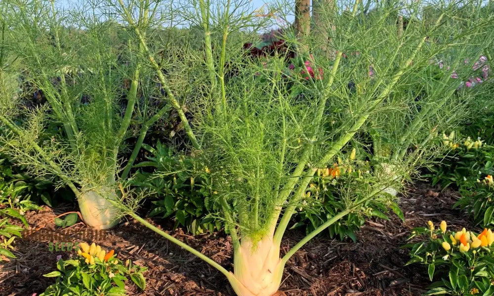 Premium Florence Fennel Seeds: Grow Your Own Fresh Bulbs | Gardening Essentials