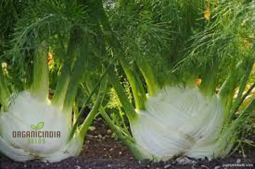 Premium Florence Fennel Seeds: Grow Your Own Fresh Bulbs | Gardening Essentials