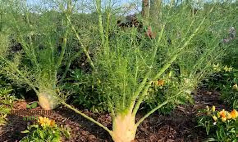 Premium Florence Fennel Seeds: Grow Your Own Fresh Bulbs | Gardening Essentials