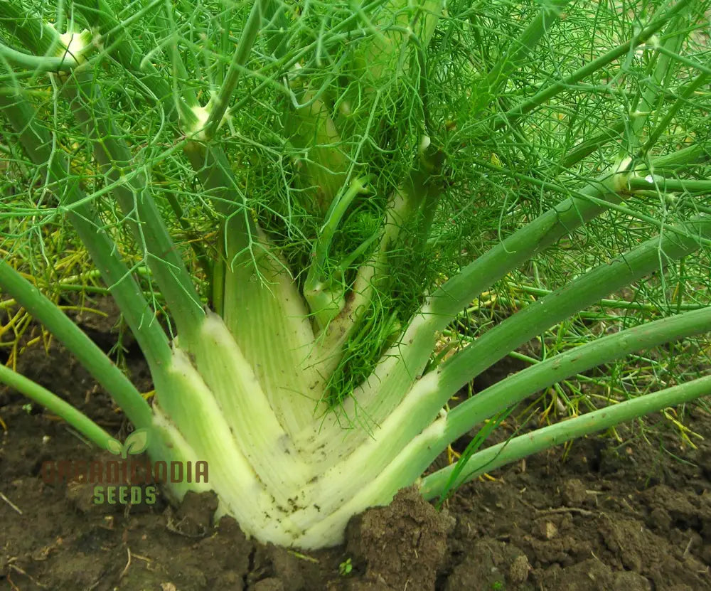 Premium Florence Fennel Seeds: Grow Your Own Fresh Bulbs | Gardening Essentials