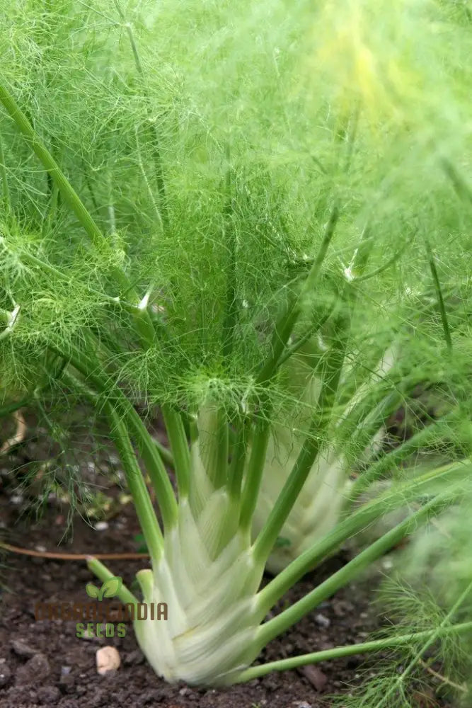 Premium Florence Fennel Seeds: Grow Your Own Fresh Bulbs | Gardening Essentials