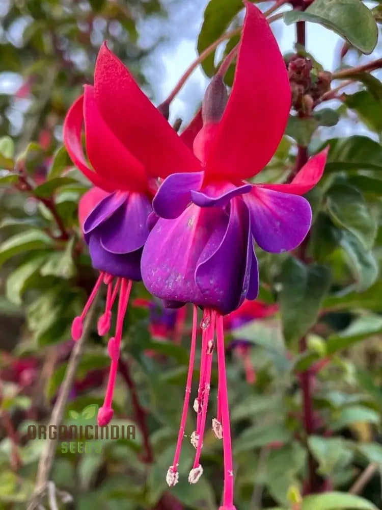 Premium Fuchsia Magellanica Seeds - Hardy Perennial For Vibrant Gardens Planting Instructions