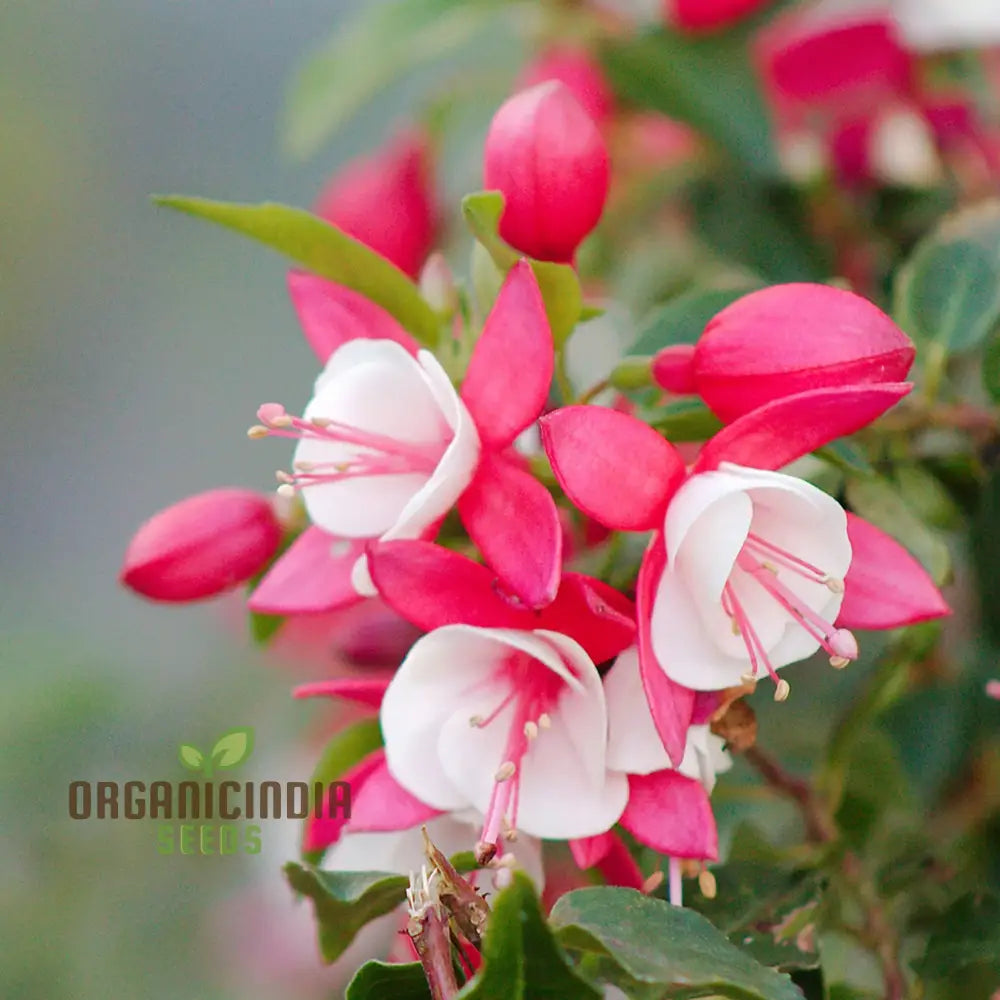 Premium Fuchsia Pink Flower Seeds High-Quality Garden For Planting Annuals