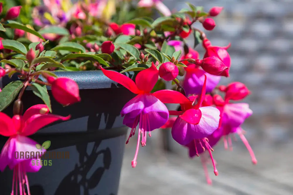 Premium Fuchsia Pink Flower Seeds High-Quality Garden For Planting Annuals