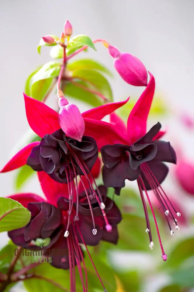 Premium Fuchsia Pink Flower Seeds High-Quality Garden For Planting Annuals