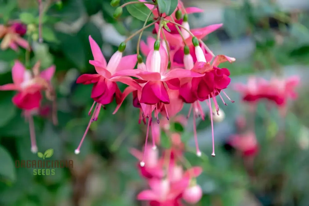 Premium Fuchsia Pink Flower Seeds High-Quality Garden For Planting Annuals