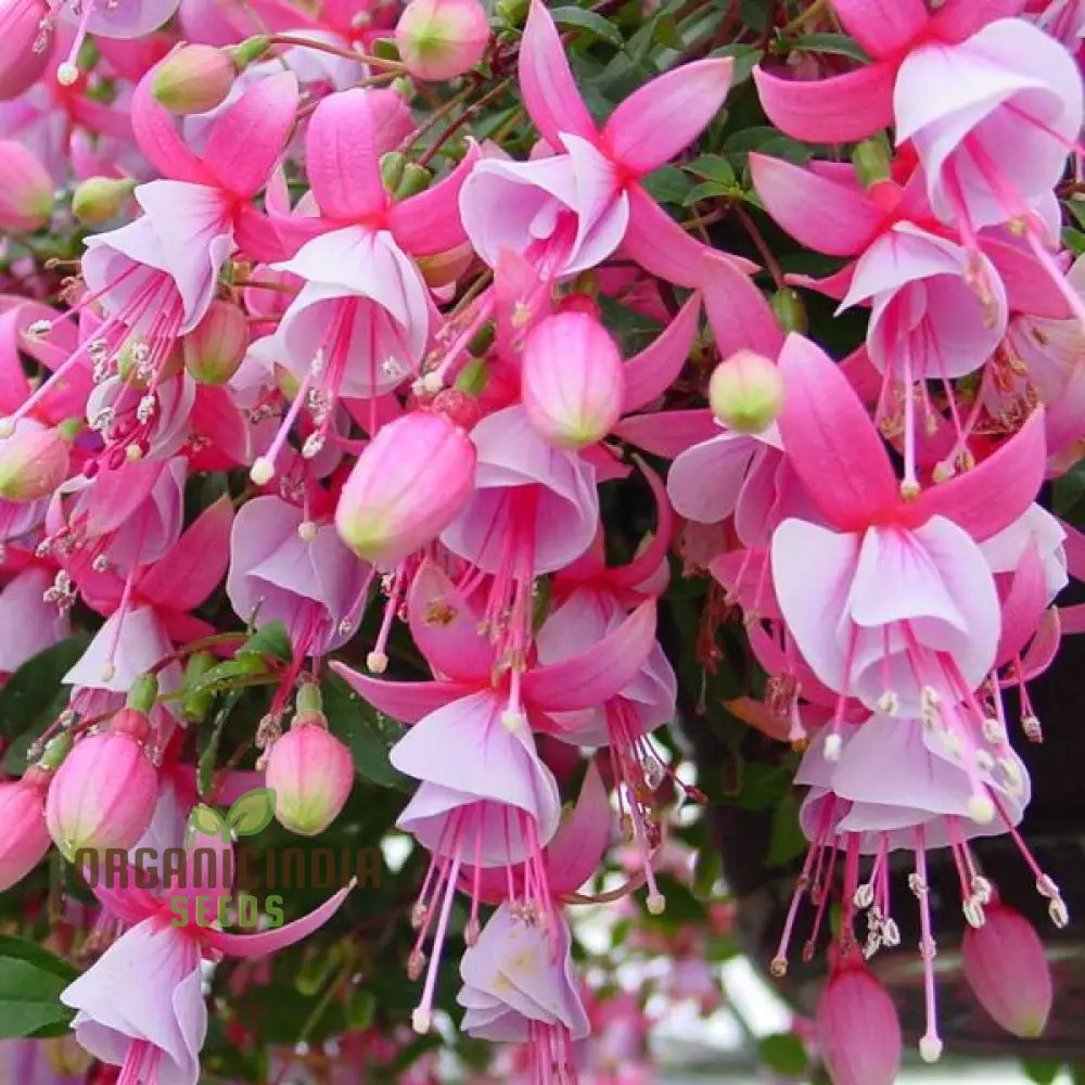 Premium Fuchsia Pink Flower Seeds High-Quality Garden For Planting Annuals