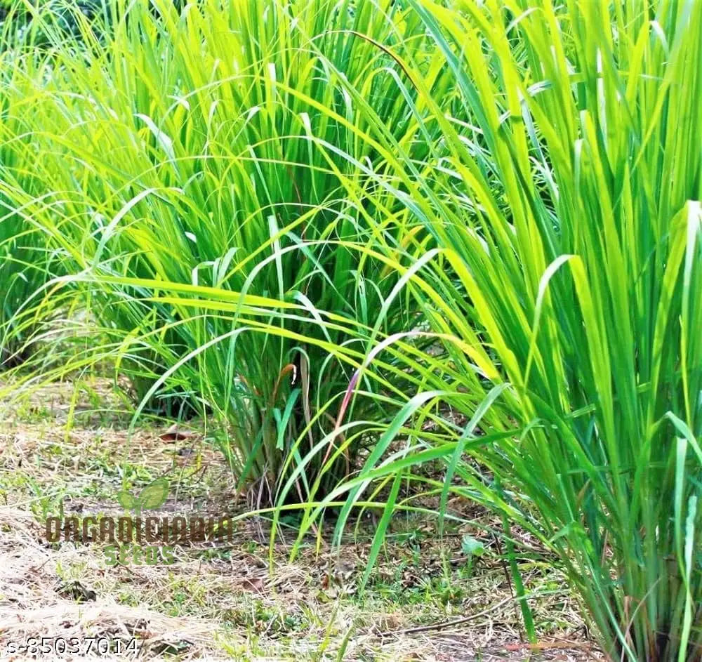 Premium Germination Lemon Grass Seeds For Gardening | High-Quality Easy-To-Grow Herb Lush Fragrant