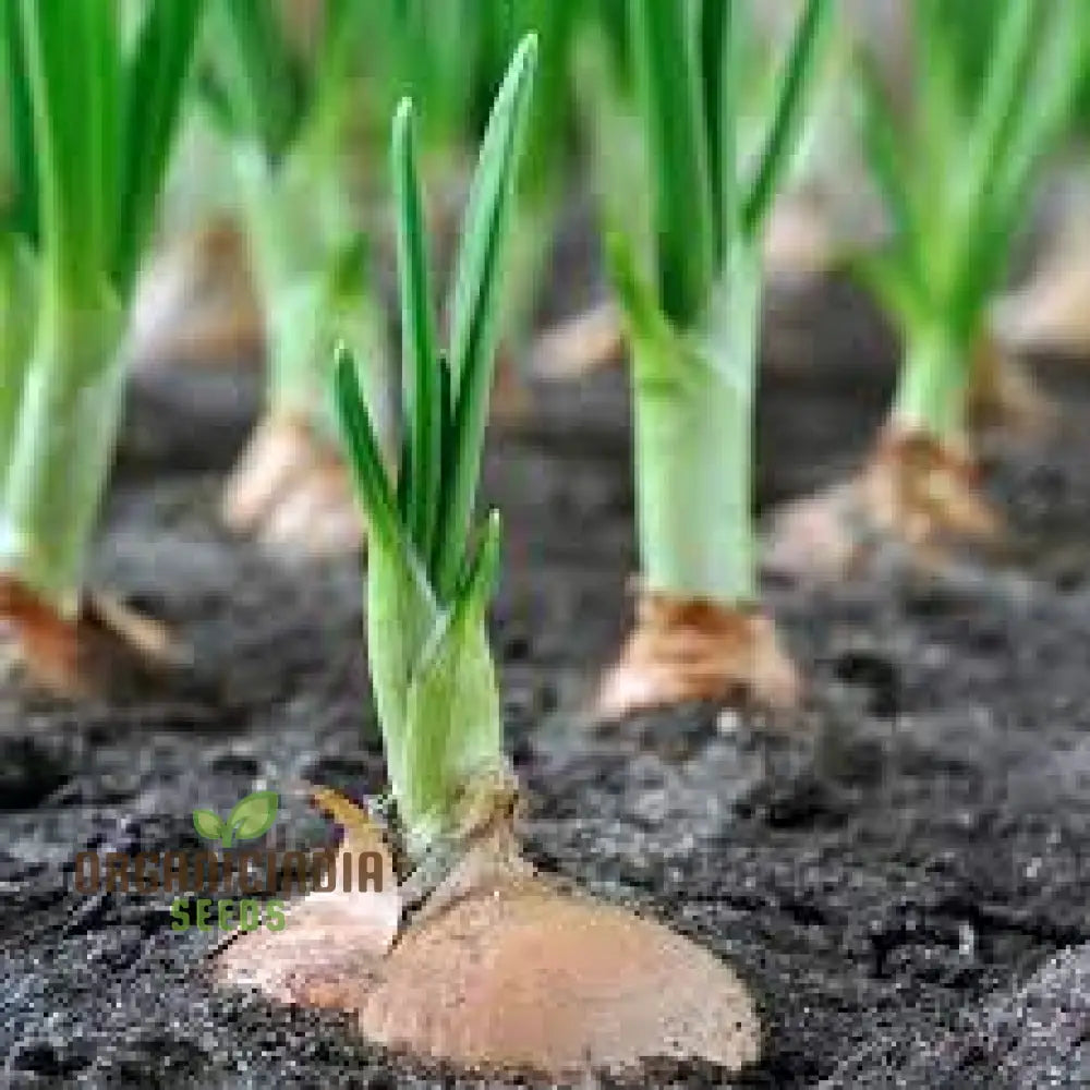 Premium Giant Garlic Spring Onion Seeds: Perfect For Home Gardening And Fresh Harvests Alliums