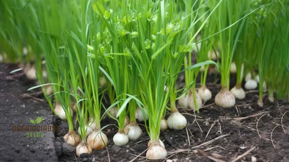 Premium Giant Garlic Spring Onion Seeds: Perfect For Home Gardening And Fresh Harvests Alliums