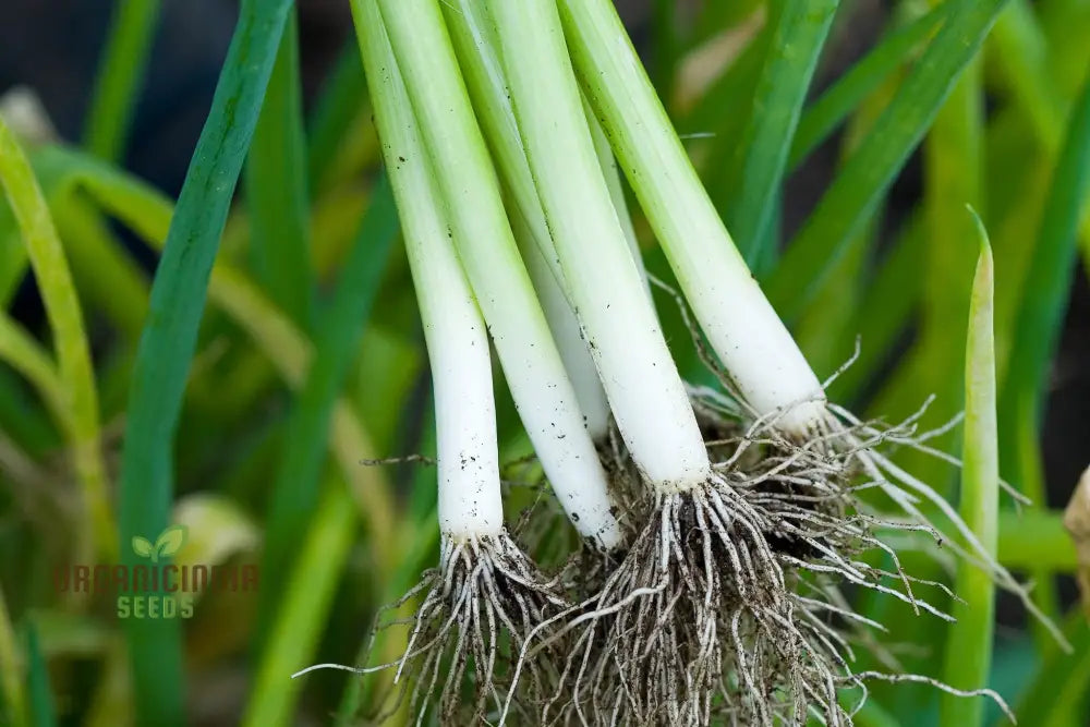 Premium Giant Garlic Spring Onion Seeds: Perfect For Home Gardening And Fresh Harvests Alliums