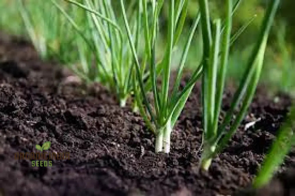 Premium Giant Garlic Spring Onion Seeds: Perfect For Home Gardening And Fresh Harvests Alliums