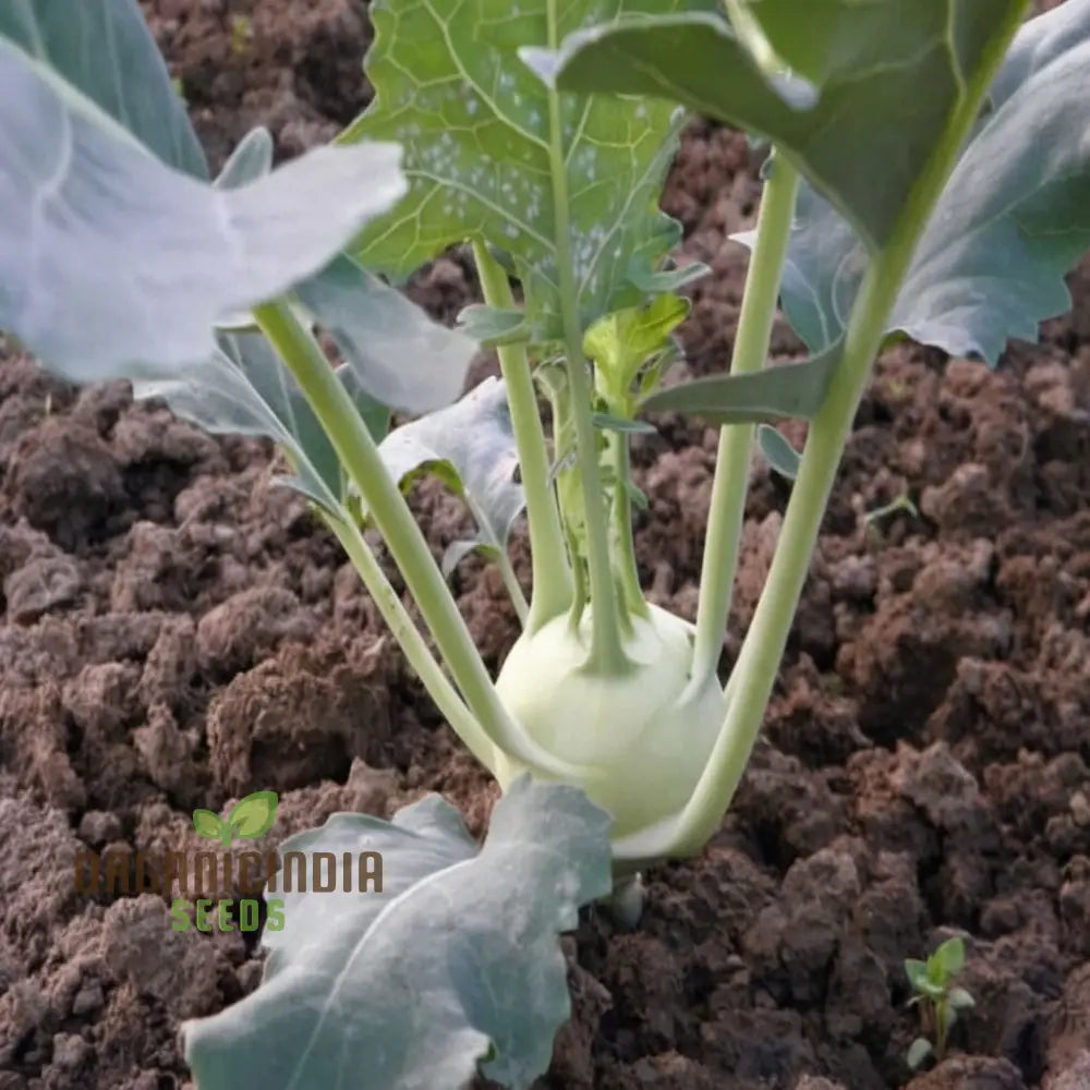 Premium Green Kohlrabi Cultivation Seeds Elevate Your Garden With Vibrant Flavorful Produce Root