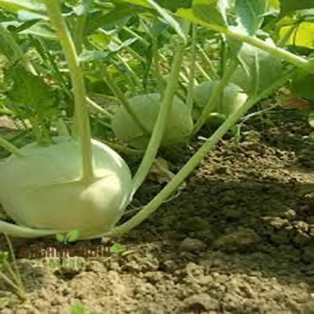 Premium Green Kohlrabi Cultivation Seeds Elevate Your Garden With Vibrant Flavorful Produce Root