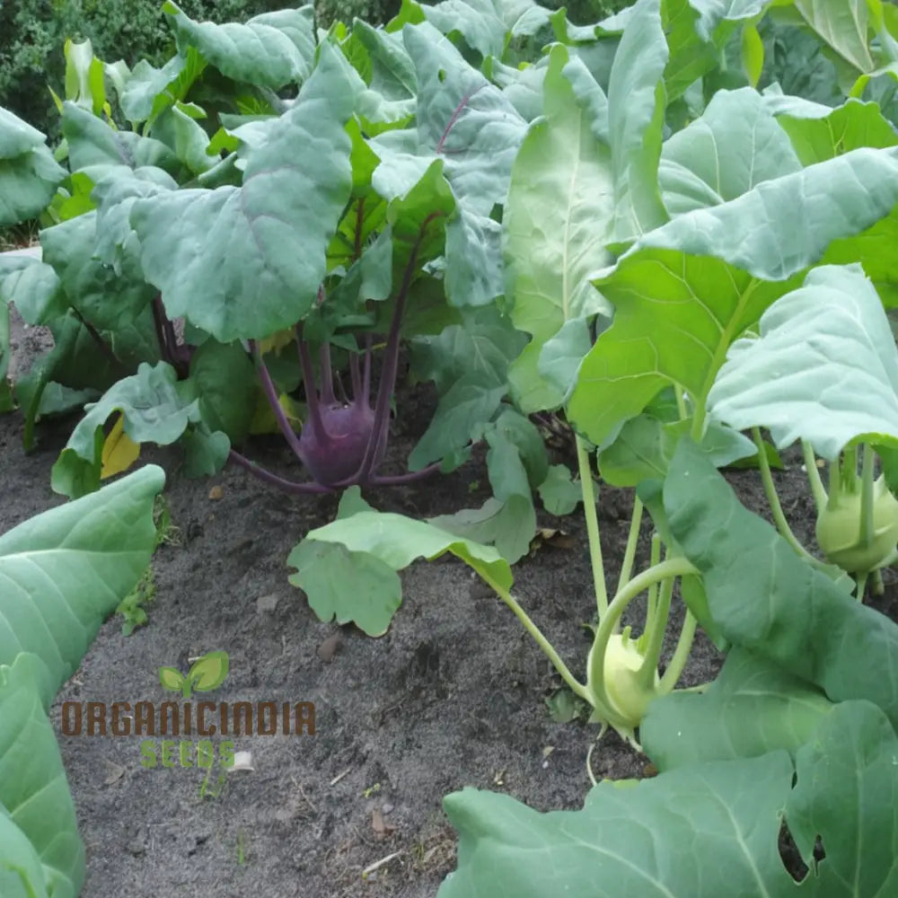 Premium Green Kohlrabi Cultivation Seeds Elevate Your Garden With Vibrant Flavorful Produce Root