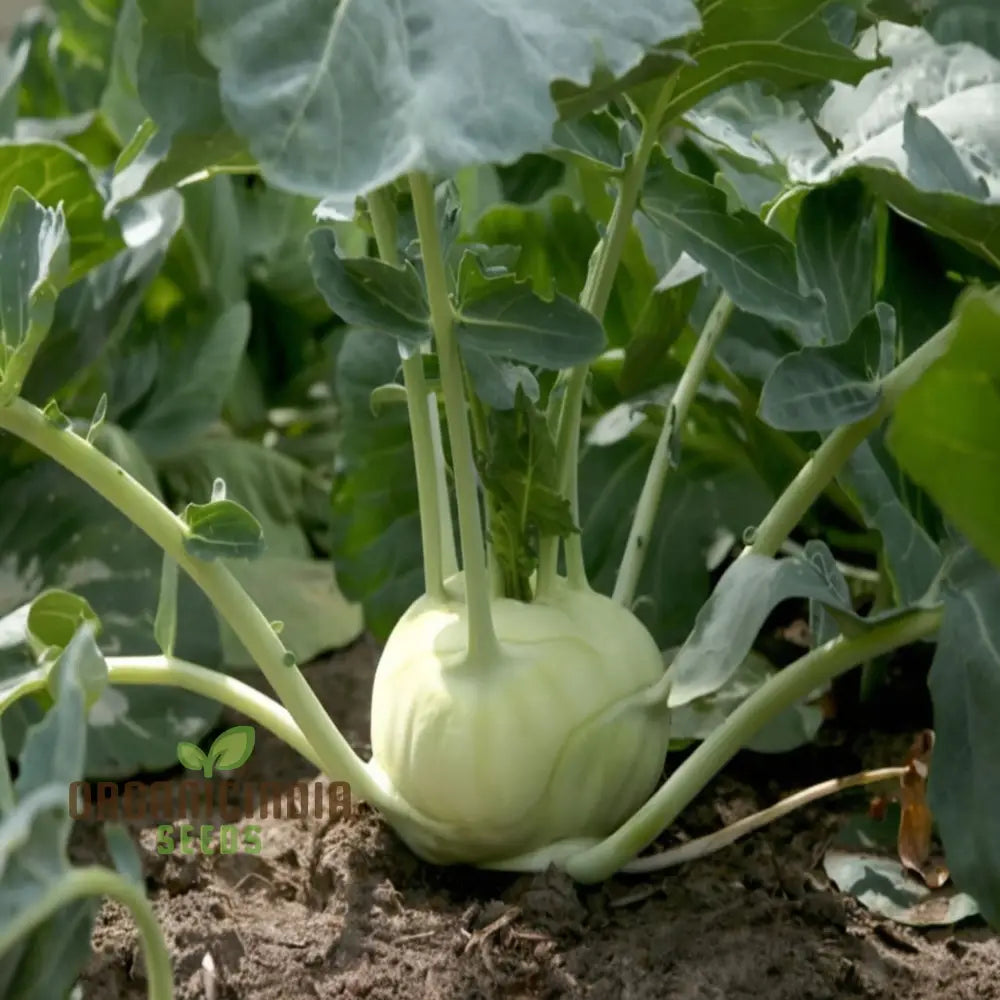 Premium Green Kohlrabi Cultivation Seeds Elevate Your Garden With Vibrant Flavorful Produce Root