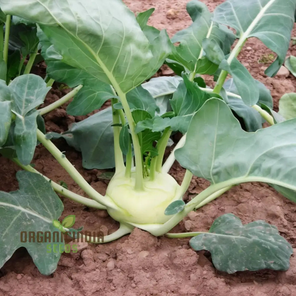 Premium Green Kohlrabi Cultivation Seeds Elevate Your Garden With Vibrant Flavorful Produce Root