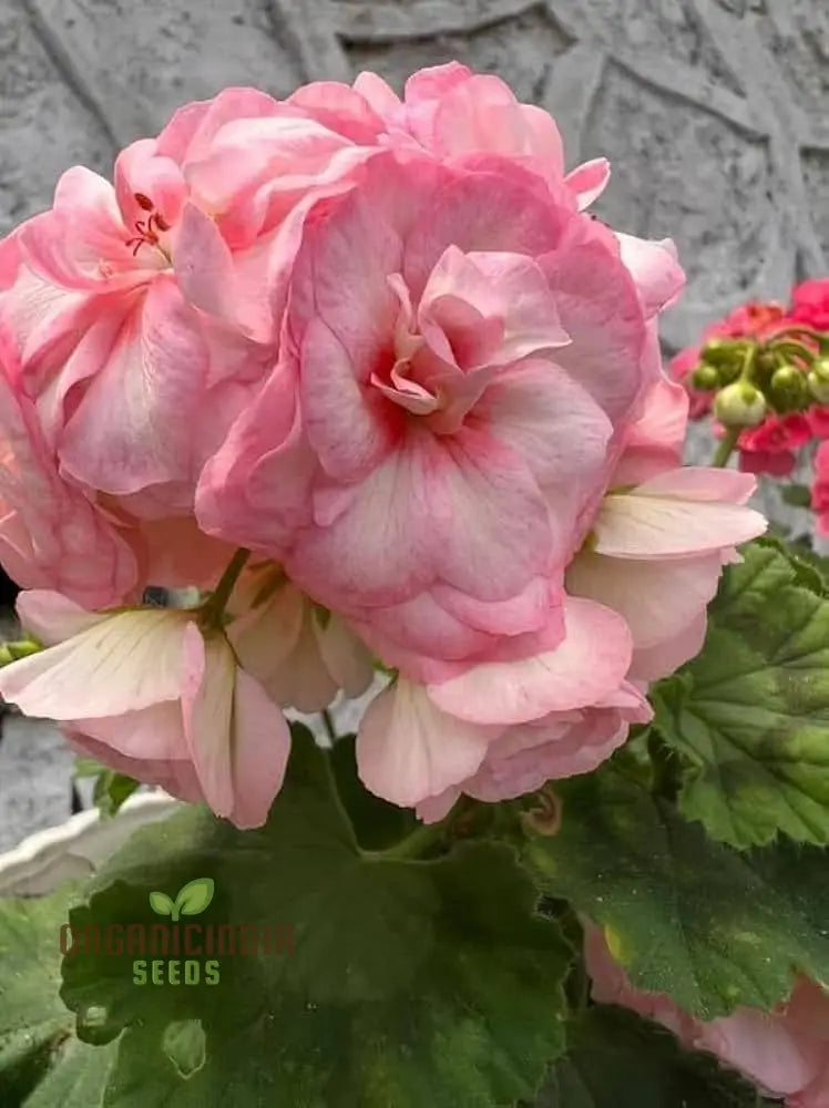 Premium Imported Geranium Flower Seeds For Gardening Enthusiasts - Vibrant Hardy And Perfect