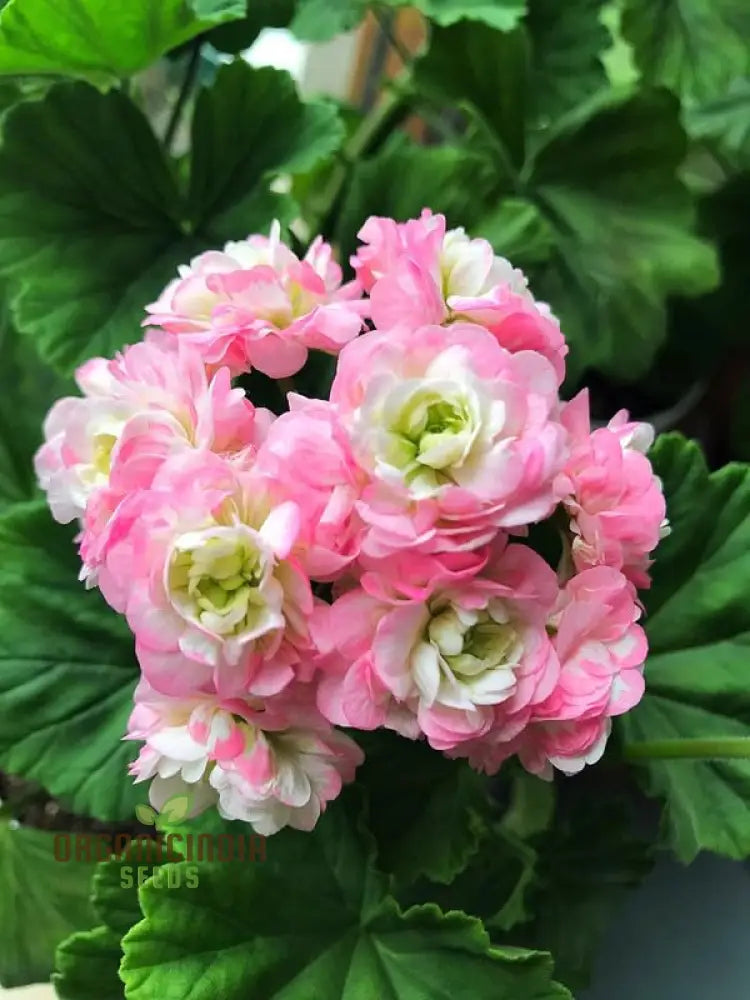 Premium Imported Geranium Flower Seeds For Gardening Enthusiasts - Vibrant Hardy And Perfect