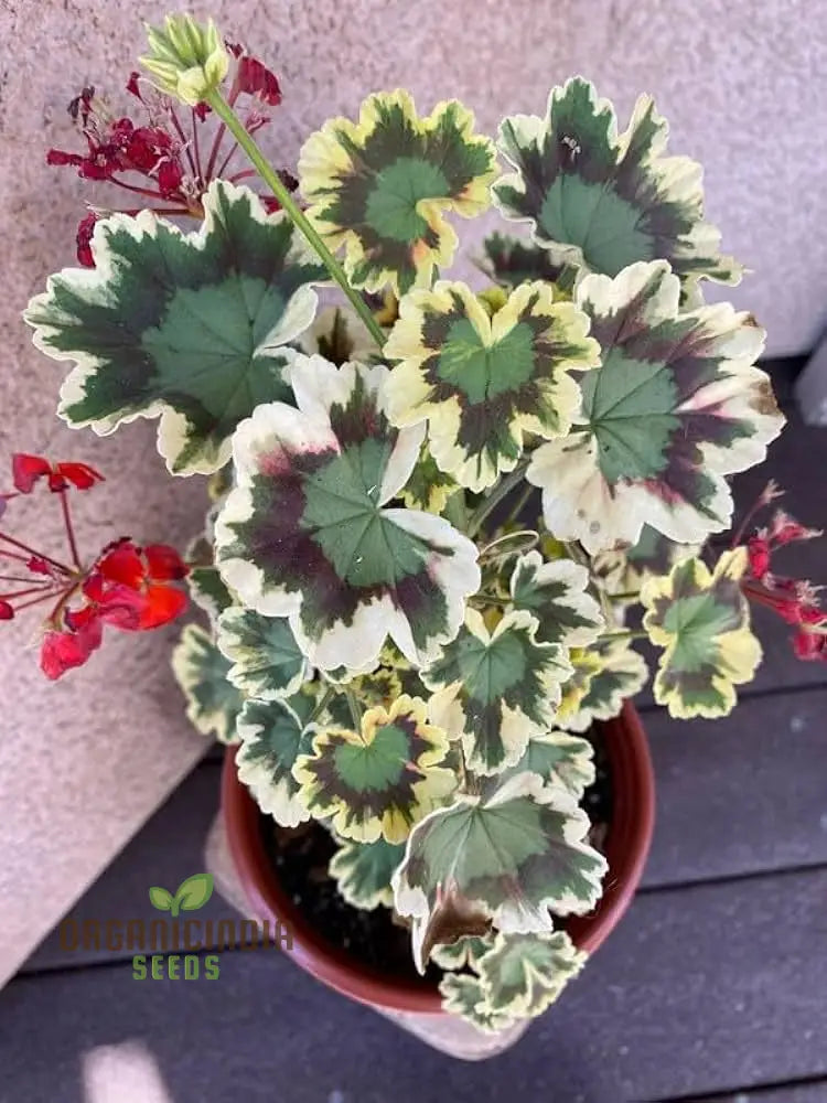 Premium Imported Geranium Flower Seeds - Lush Green Blooms | Perfect For Vibrant Gardens & Expert