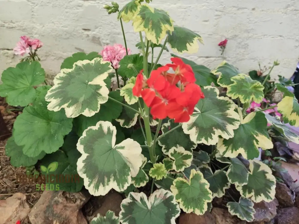 Premium Imported Geranium Flower Seeds - Lush Green Blooms | Perfect For Vibrant Gardens & Expert