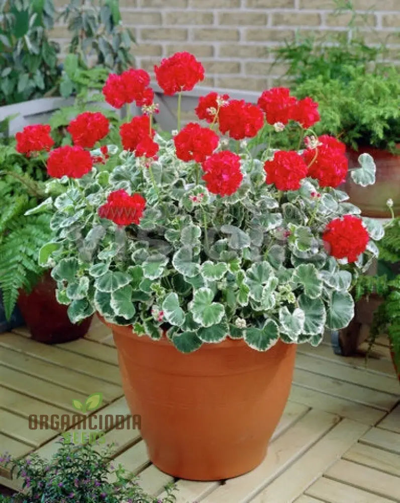 Premium Imported Geranium Flower Seeds - Lush Green Blooms | Perfect For Vibrant Gardens & Expert